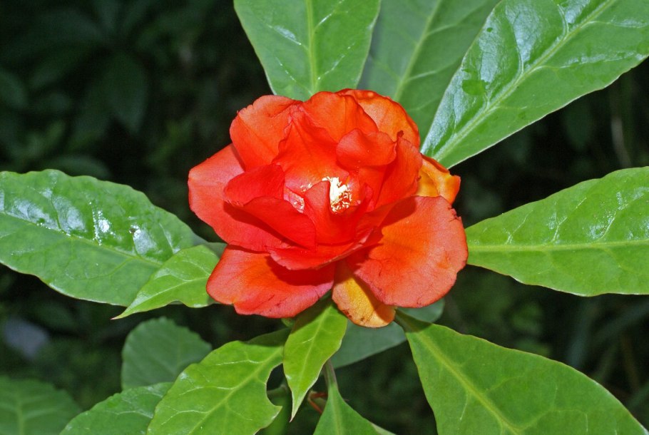 Переския золотистая