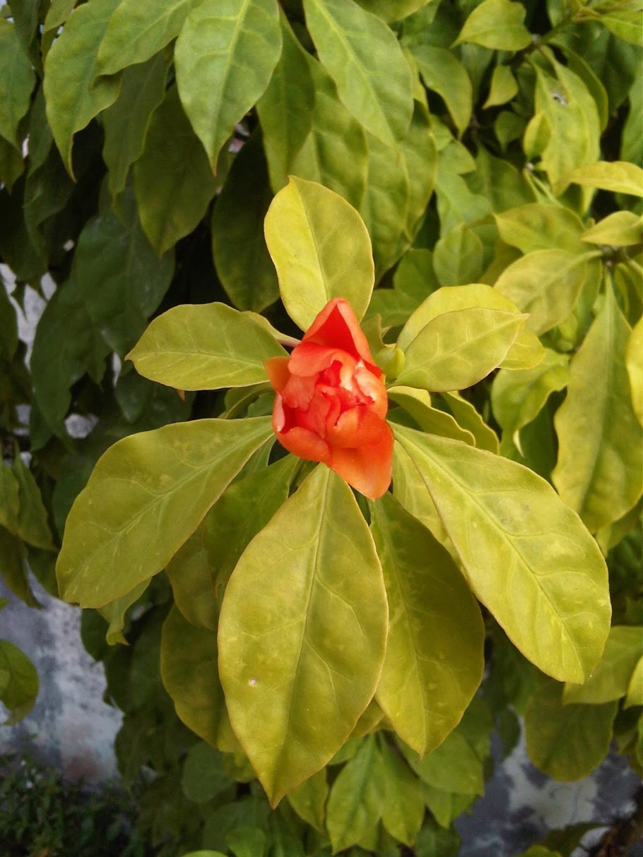 Переския Годсеффа