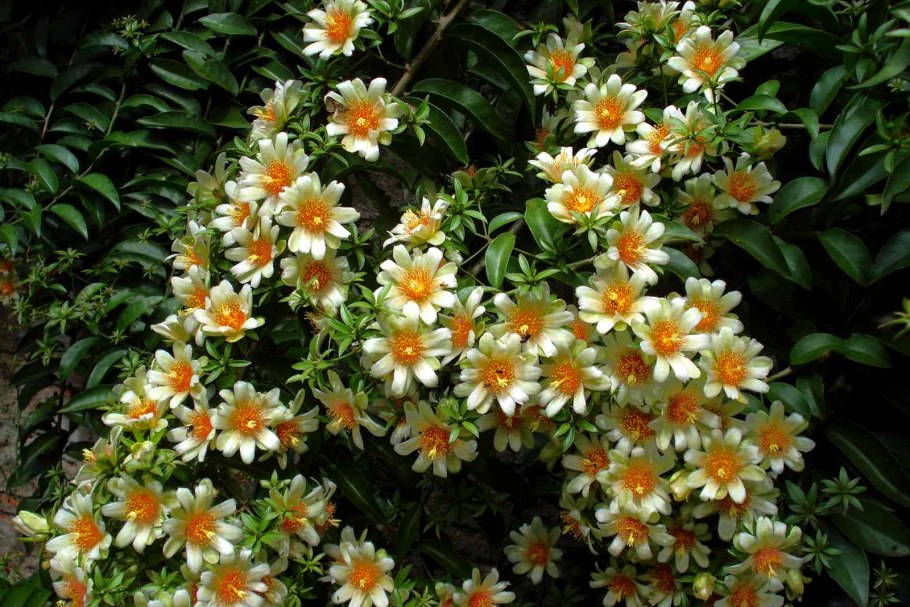 Кактус Переския шиповатая