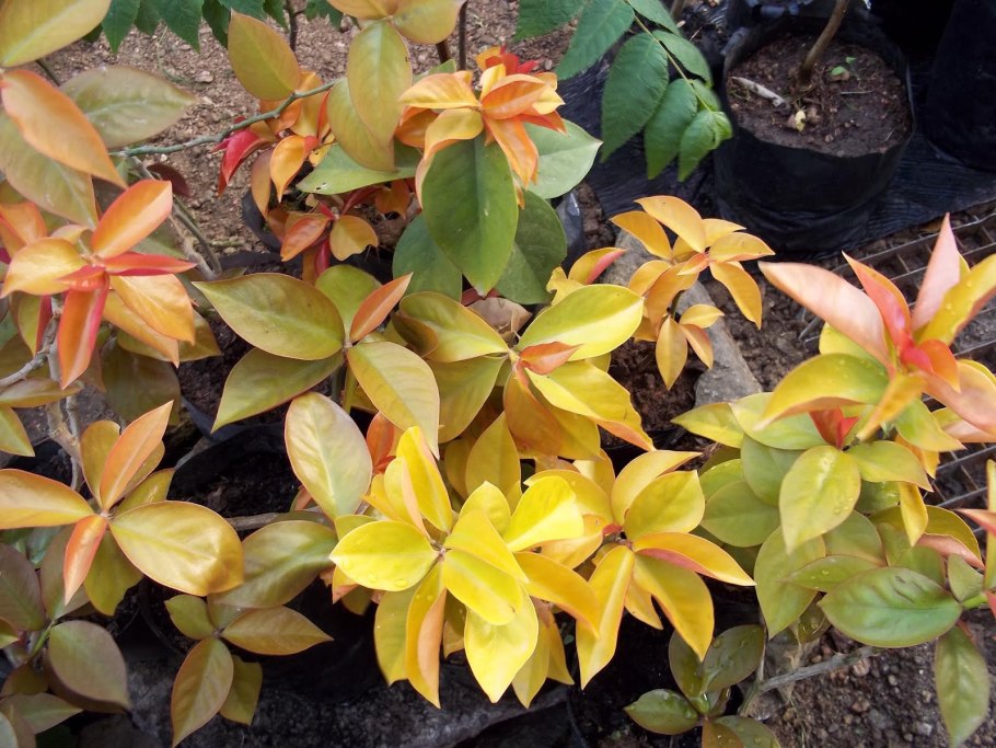 Переския шиповатая Годсеффа