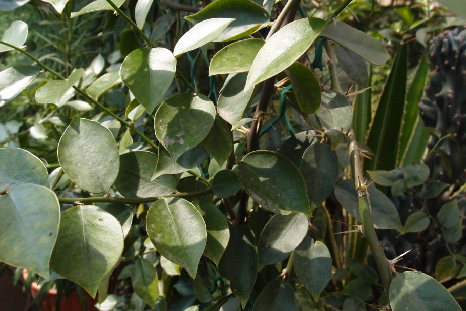 Переския Годсеффа цветы