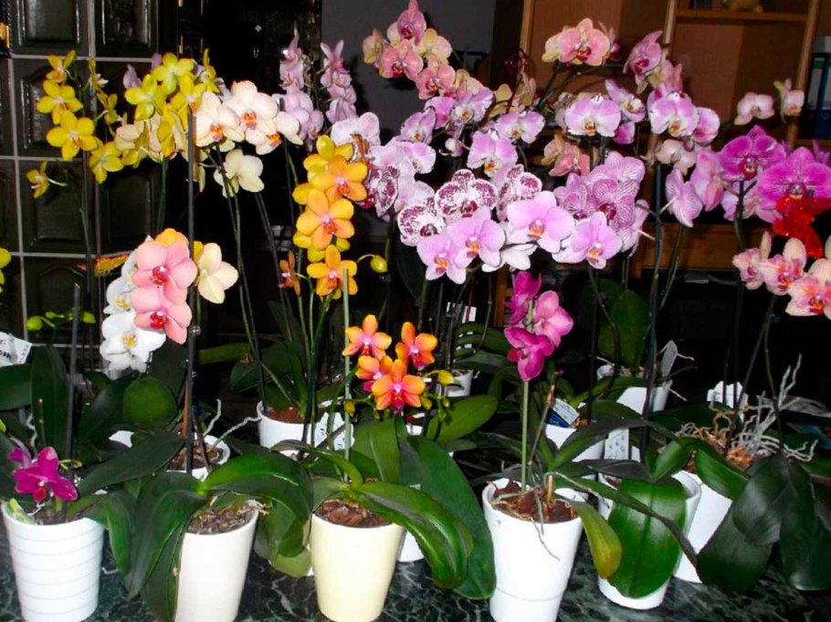 Орхидея Cymbidium