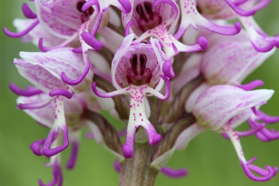 Pseudolaelia corcovadensis