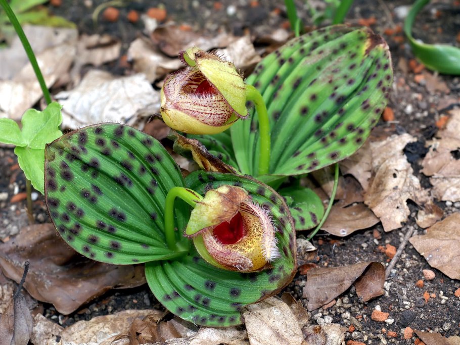 Орхидея Венерин башмачок (Lady’s Slipper Orchid)
