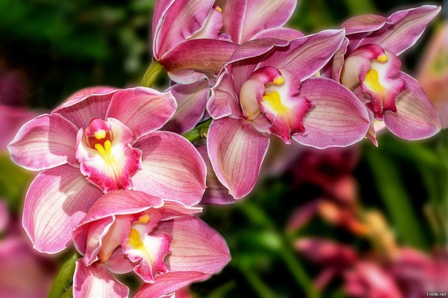 Семейства Orchidaceae
