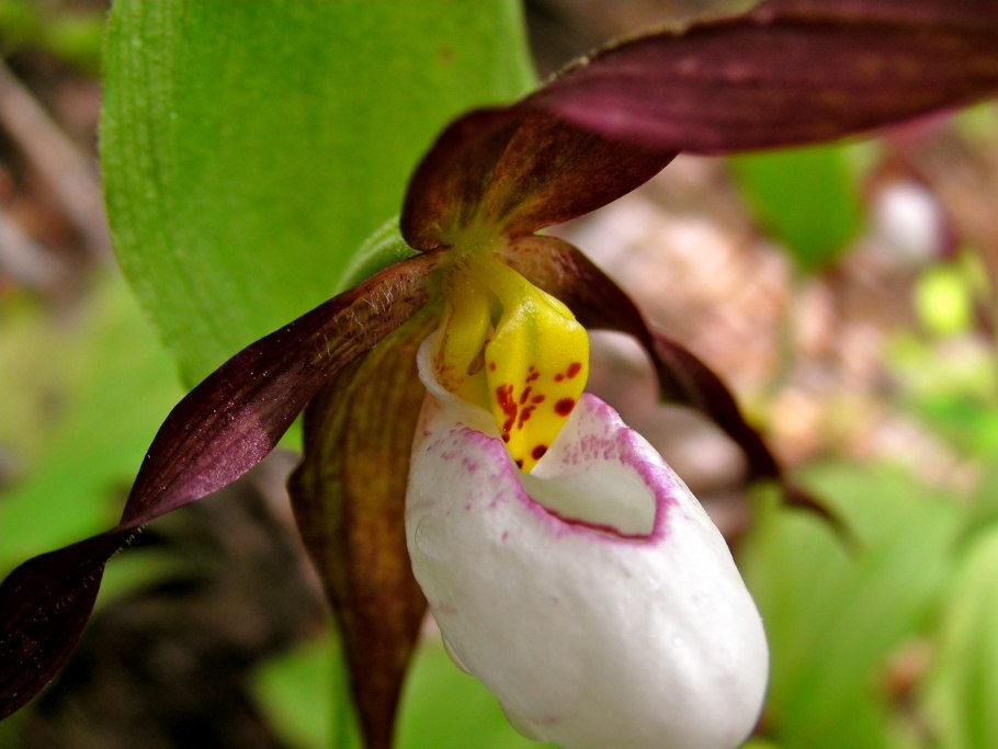 Phalaenopsis fimbriata