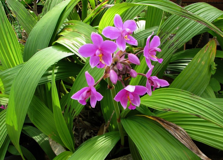 Орхидные (Orchidaceae)