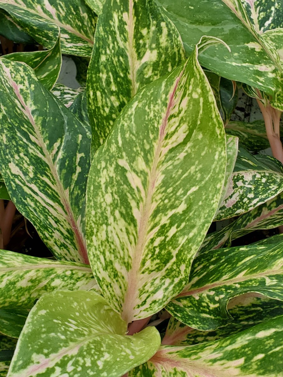 Аглаонема серебряная Королева