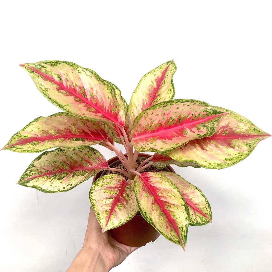 Аглаонема Филодендрон