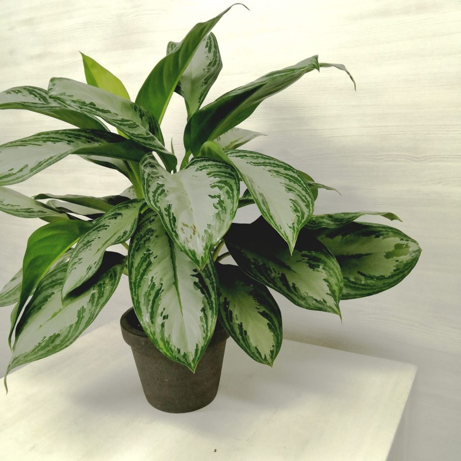 Аглаонема d17