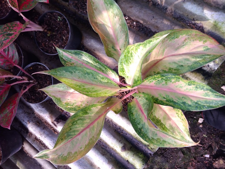 Аглаонема Сильвер Кинг