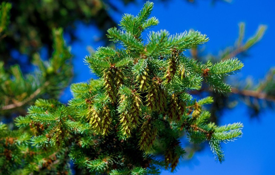 Кедр и пихта ветки