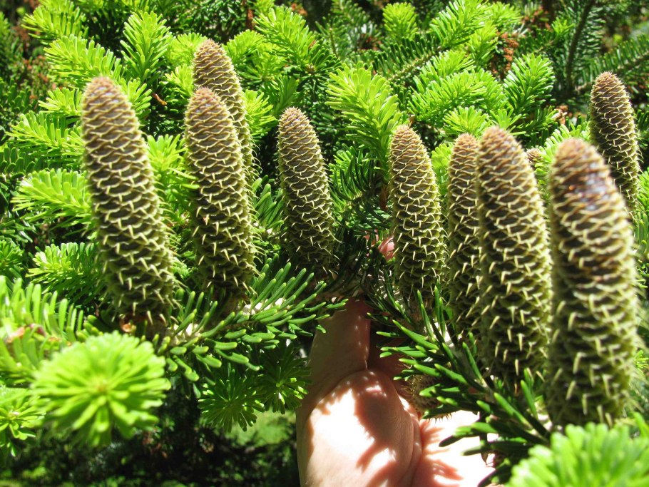 Пихта Сибирская — Abies sibirica Ledeb.