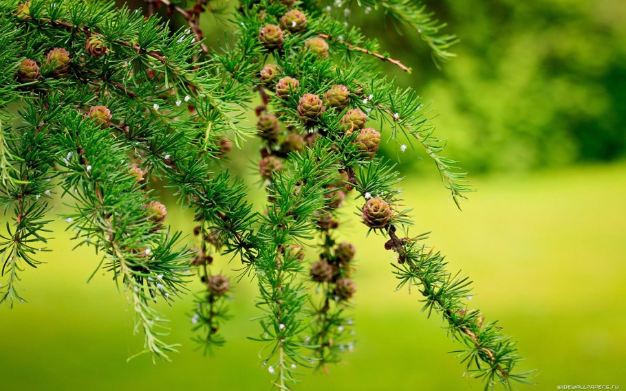Лиственница Сибирская хвоинки