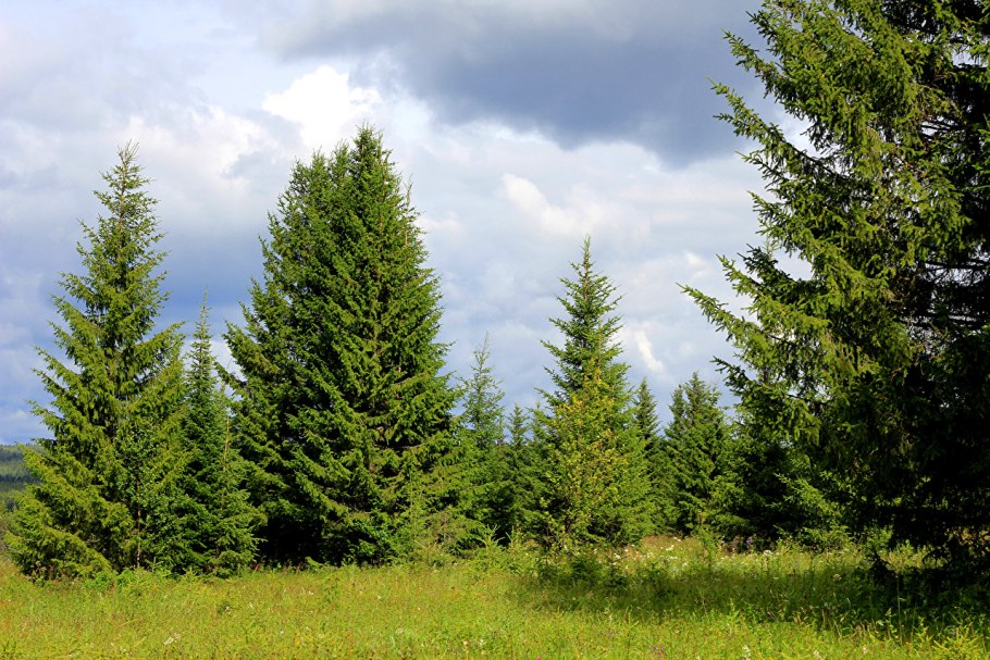 Пихтово-еловые леса Урала