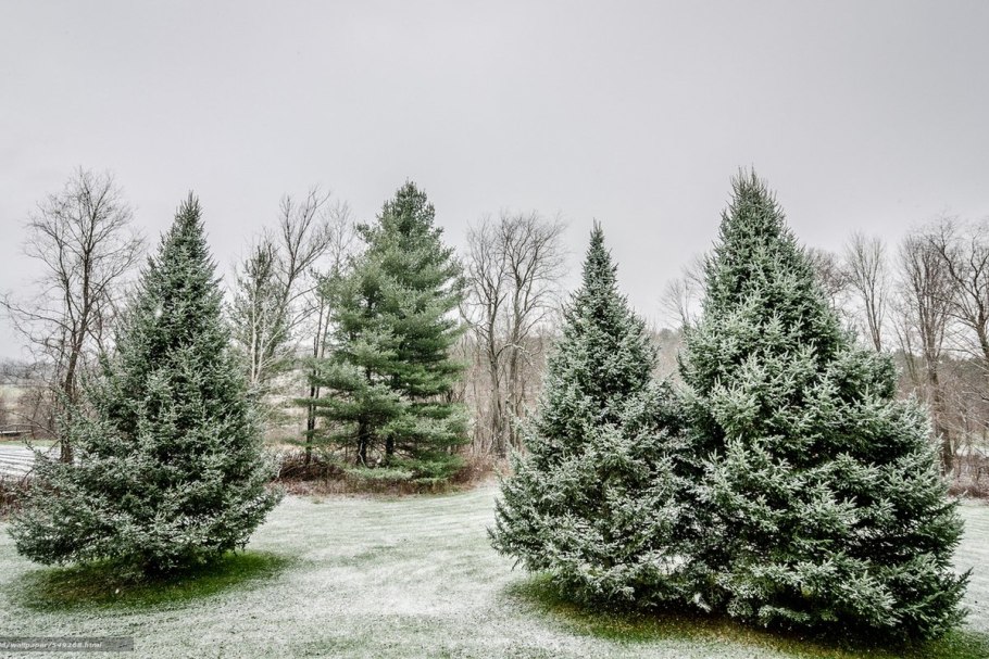 Пихта аллея