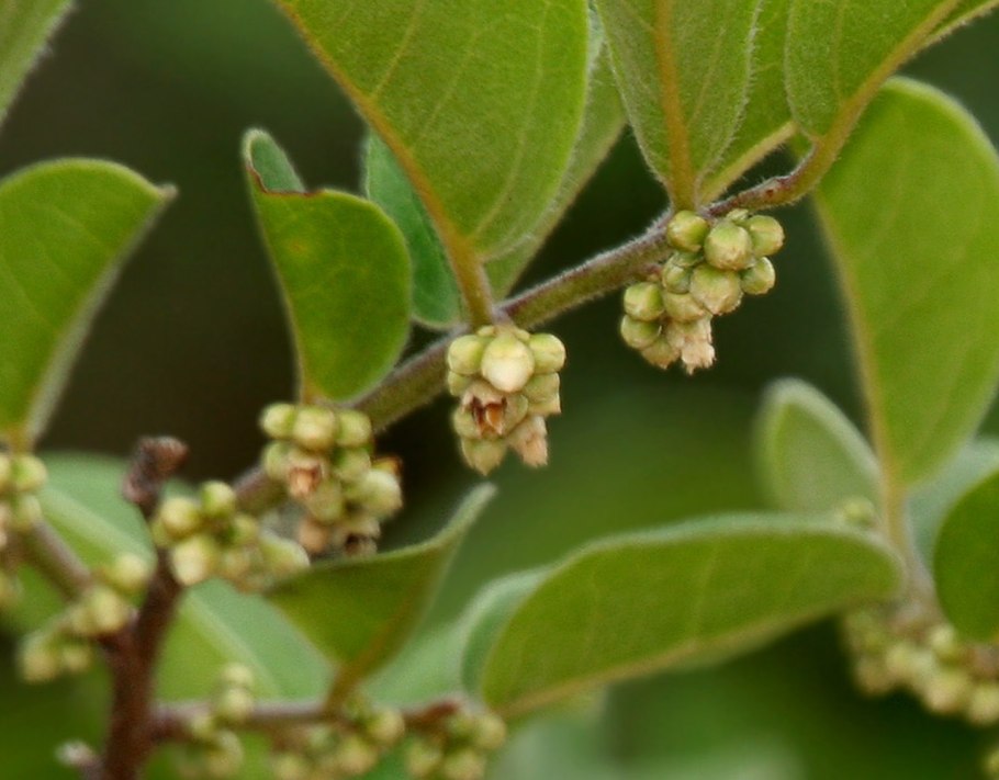 Diospyros crassiflora