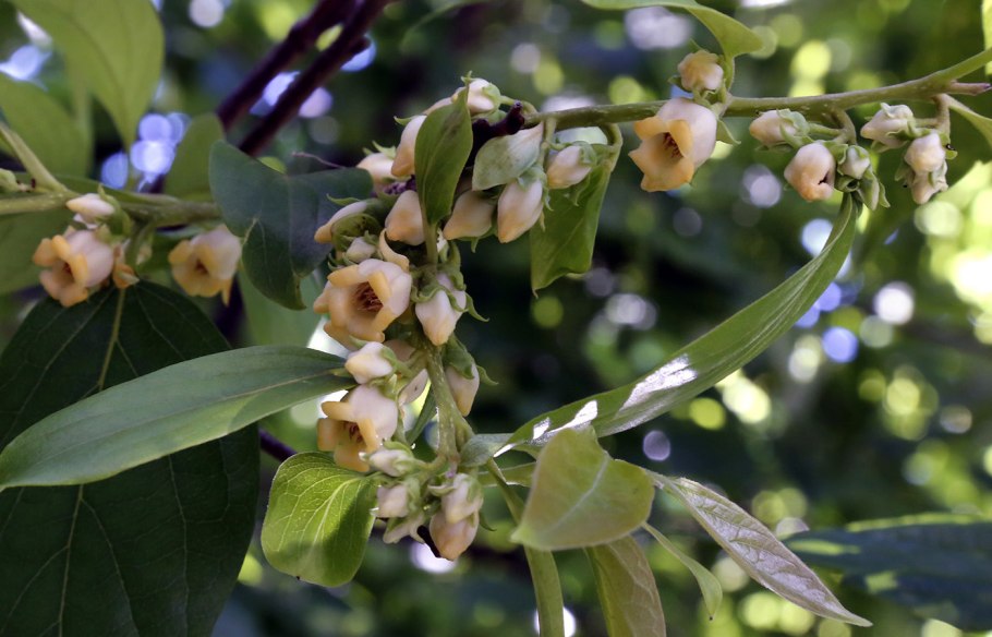 Diospyros oppositifolia