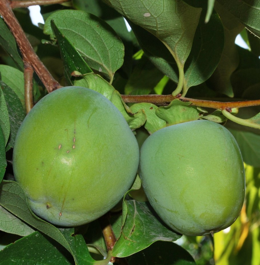 Хурма Восточная «Хостинский» гибрид 99 Diospyros kaki l.