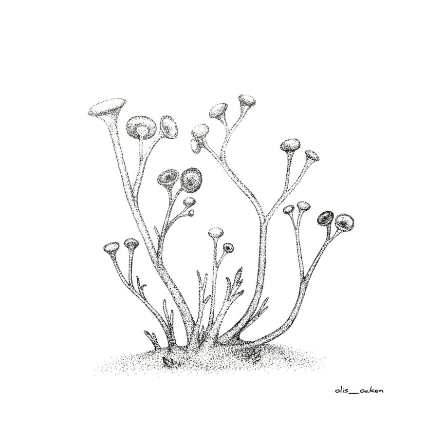 Риния и куксония