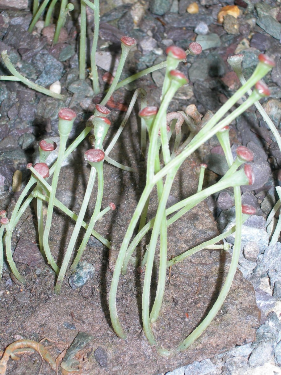 Псилот растение