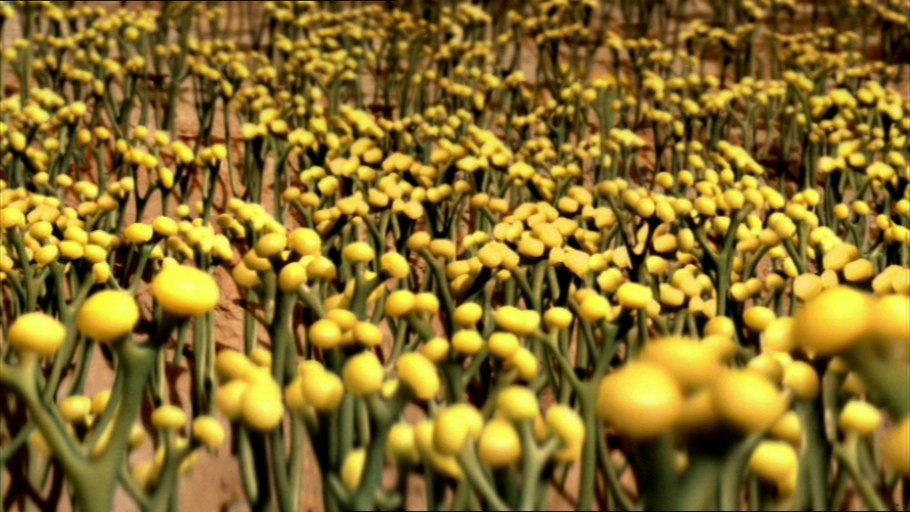 Силурийский период псилофиты