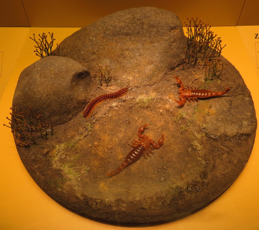 Куксония Силур