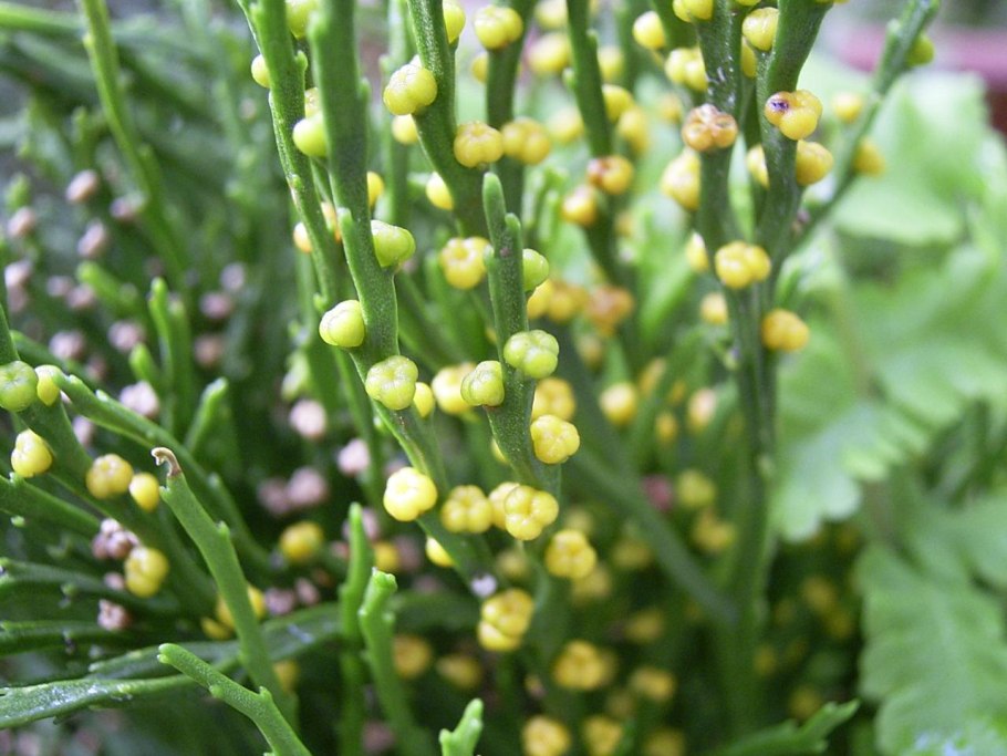 Псилофиты и риниофиты