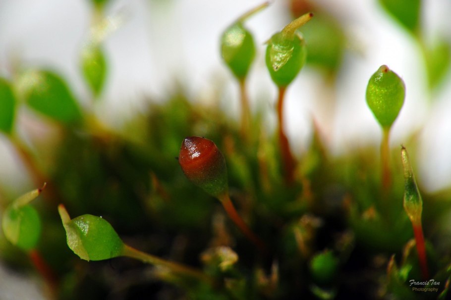 Tracheophyta Силур