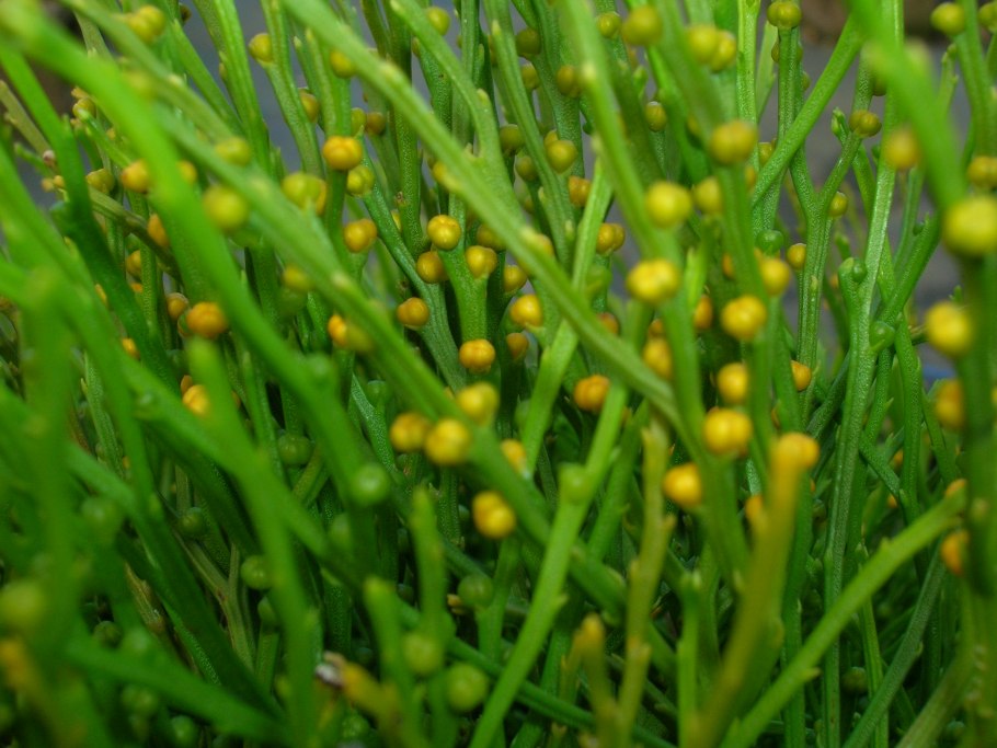 Мох аватарка