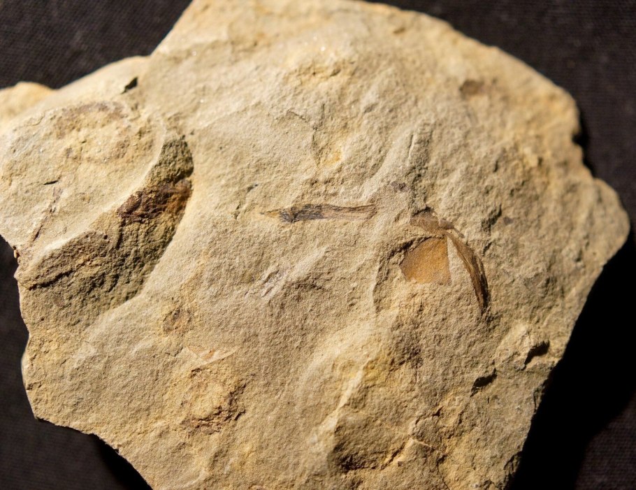 Риниофиты окаменелости