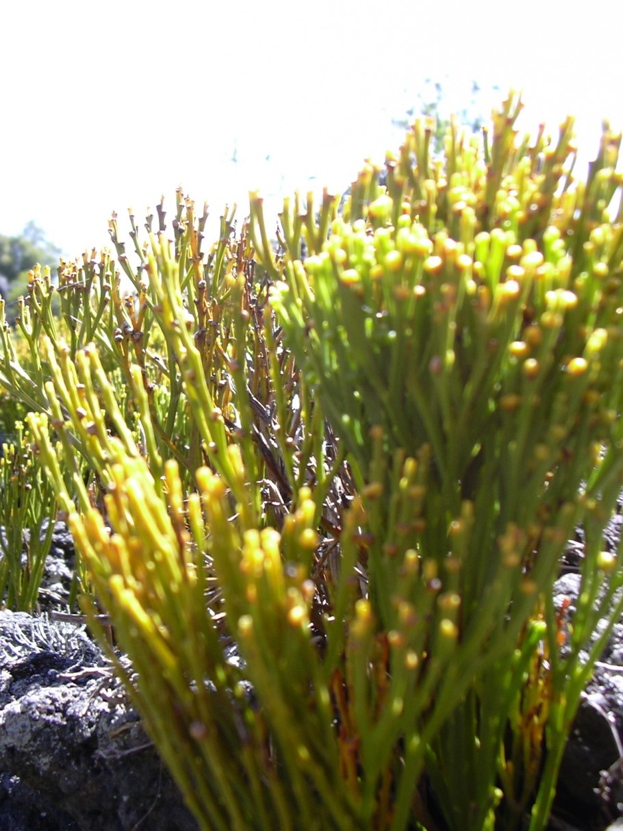 Риниофиты споровые растения