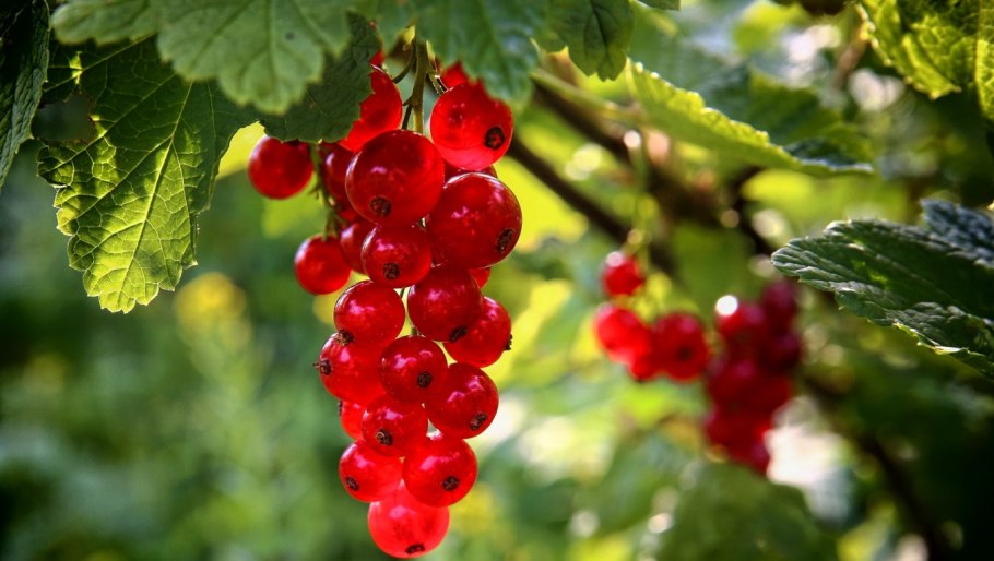 Смородина красная ранняя сладкая