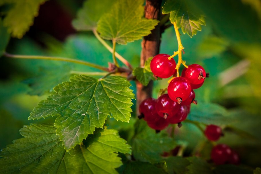 Сморо́дина кра́сная