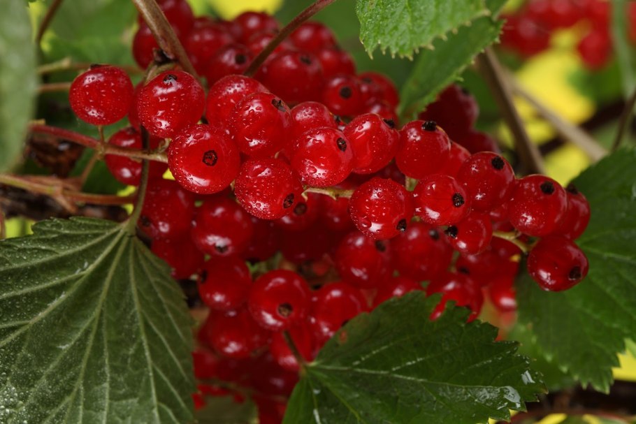 Красная смородина Вирджиния