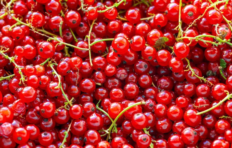Красная кислая ягода