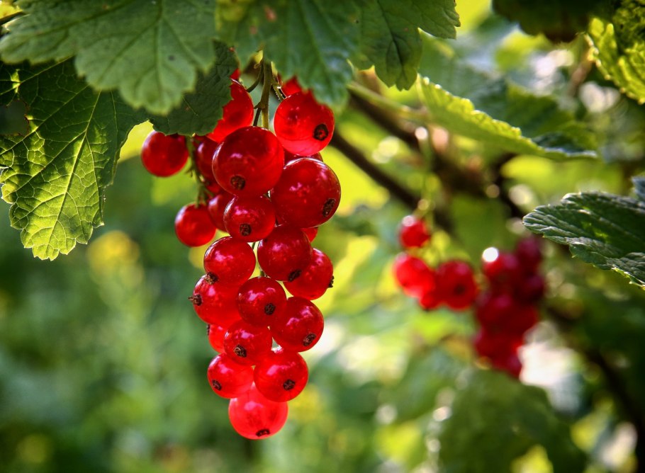 Смородина красная