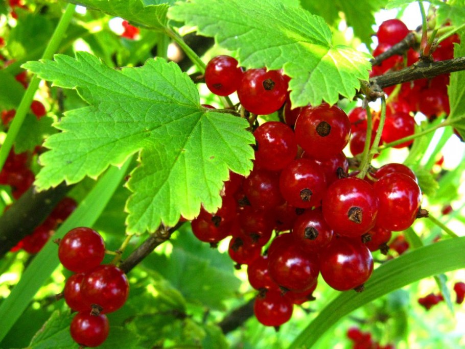 Смородина красная алая Зорька