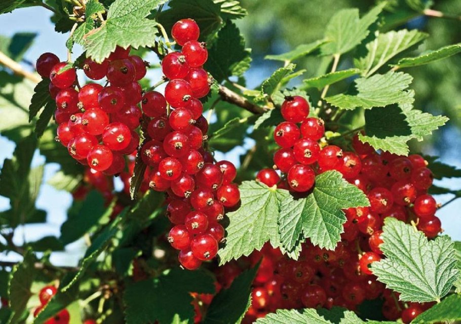 Ягоды красной смородины
