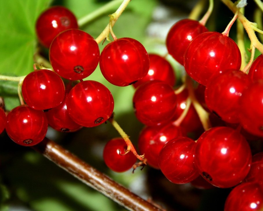 Смородина красная 125г