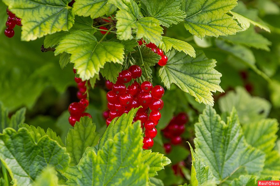 Смородина красная Кузьмина
