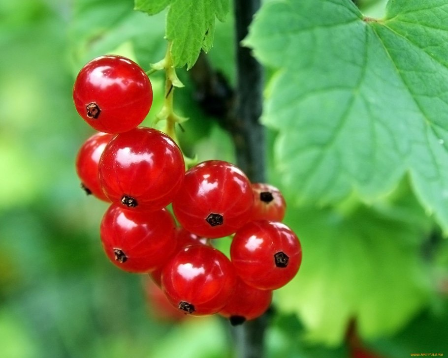 Смородина красная Лучезарная