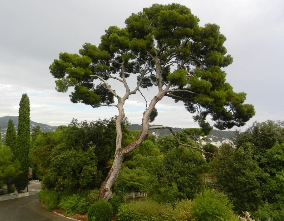 Сосна Алеппская Pinus halepensis