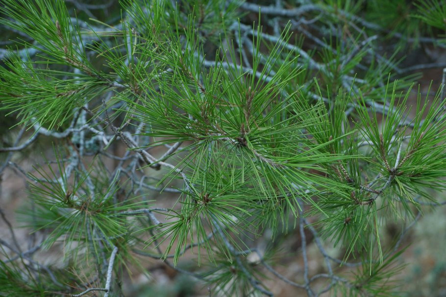 Pinus halepensis Mill