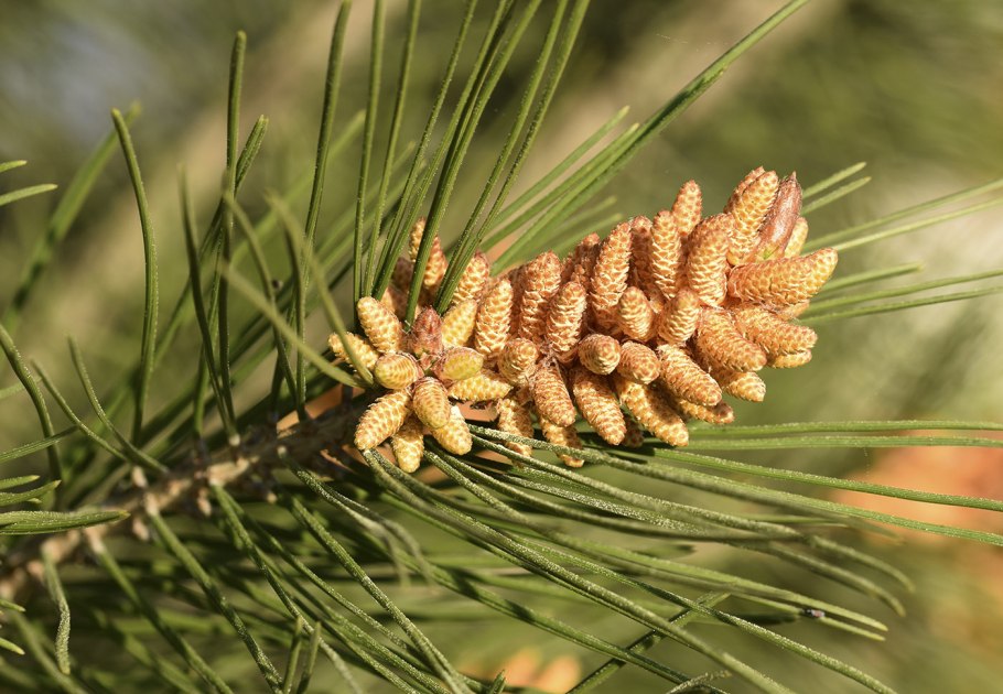 Pinus massoniana