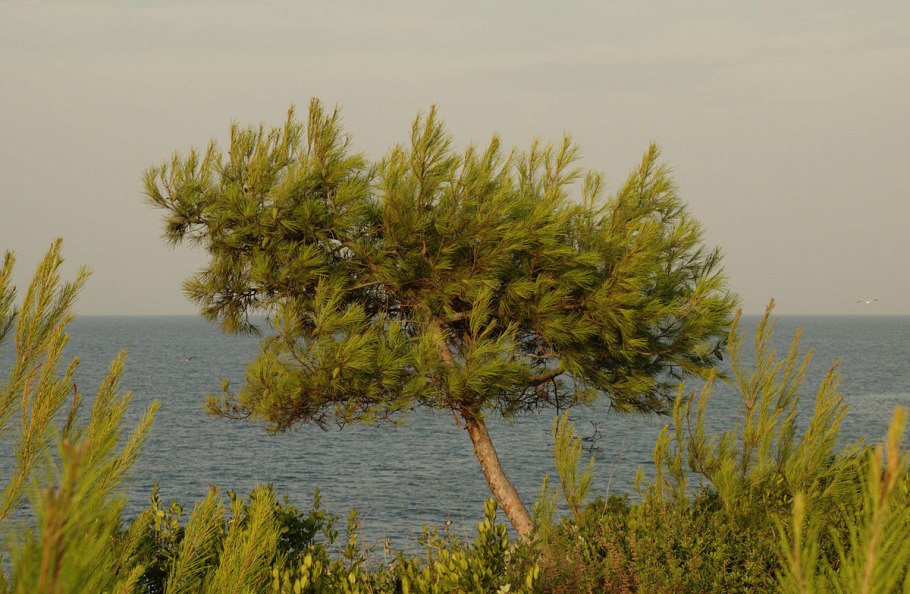 Сосна Алеппская Pinus halepensis