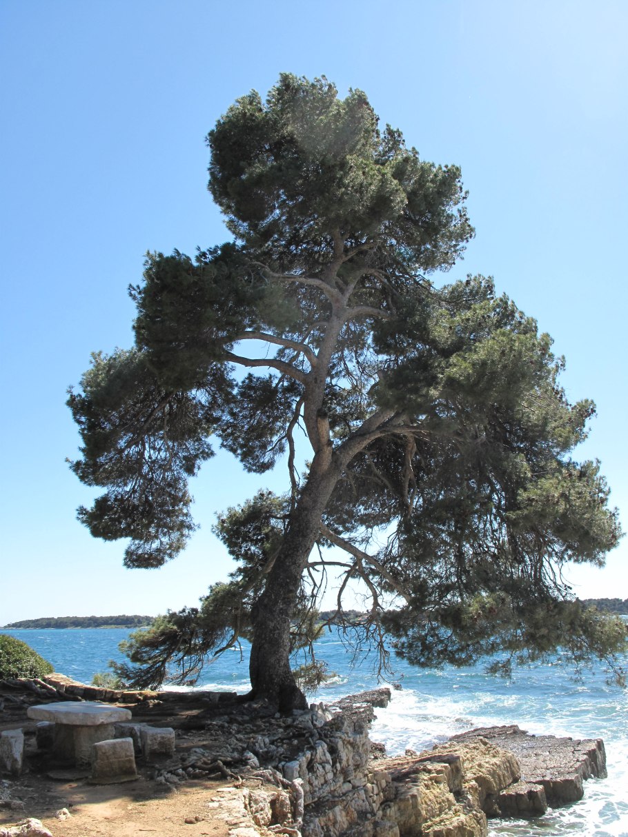 Pinus halepensis
