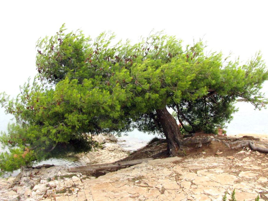 Сосна Алеппская Pinus halepensis