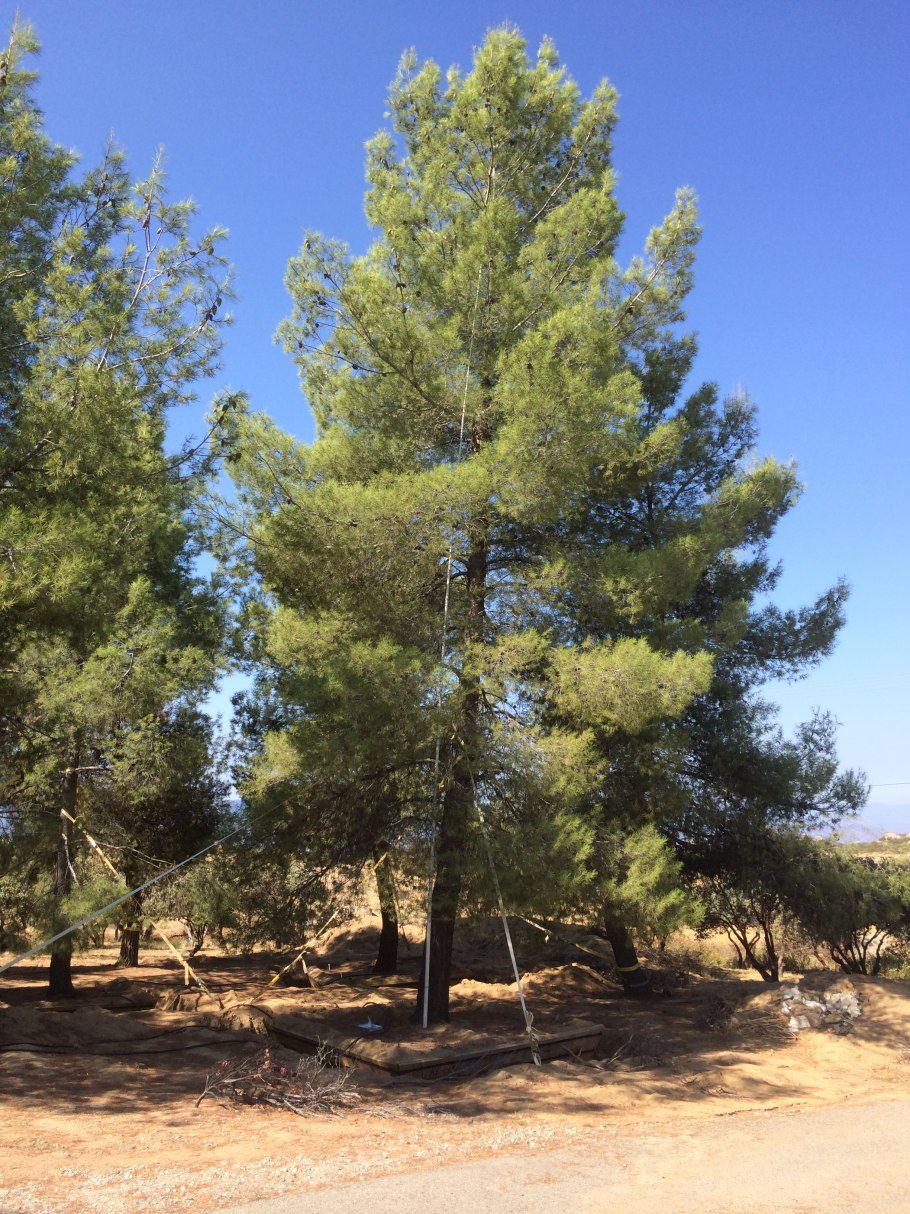 Pinus halepensis