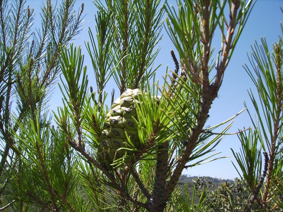 Сосна Алеппская Pinus halepensis